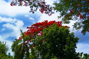 Image showing Delonix Regia Tree.