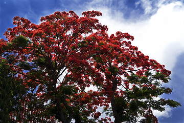 Image showing Tree Delonix Regia.