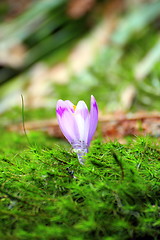 Image showing wild flower growing from moss bed