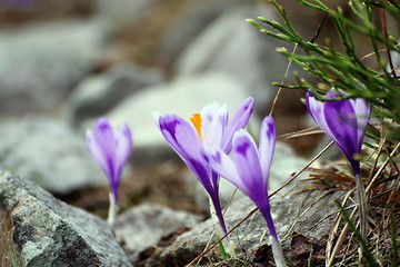 Image showing wild flowers growing in rocky area