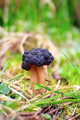 Image showing wild mushroom