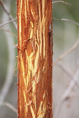 Image showing willow bark eaten by deers