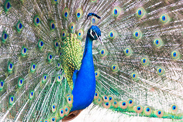 Image showing Peacock with fanned out tail