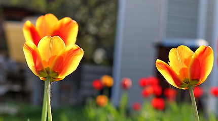 Image showing  Red Tulips