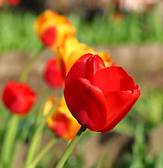 Image showing  Red Tulips