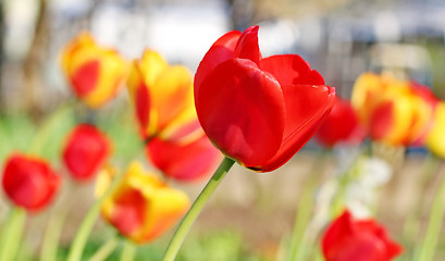 Image showing  Red Tulips