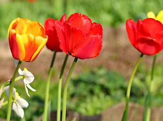 Image showing  Red Tulips