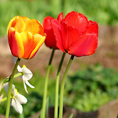 Image showing  Red Tulips