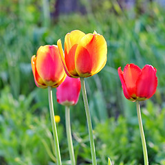 Image showing  Red Tulips