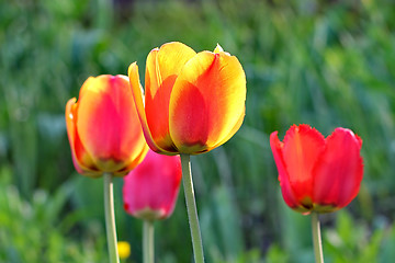 Image showing  Red Tulips