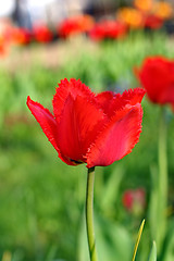 Image showing  Red Tulips