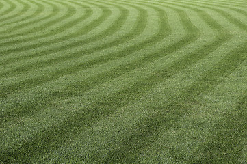 Image showing Green grass pattern.