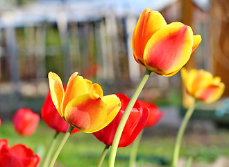 Image showing  Red Tulips