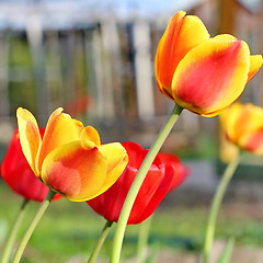 Image showing  Red Tulips