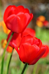 Image showing  Red Tulips