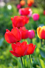 Image showing  Red Tulips