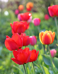 Image showing  Red Tulips