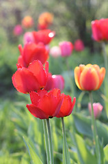 Image showing  Red Tulips