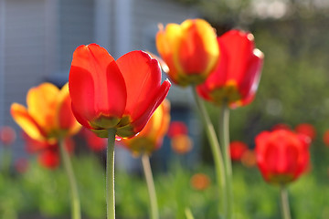 Image showing  Red Tulips