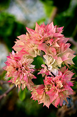 Image showing Bougainvillea