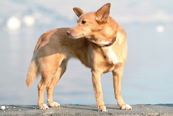 Image showing Yellow Dog