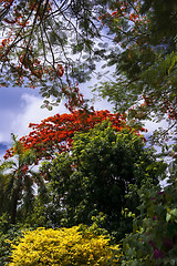 Image showing Delonix Regia.