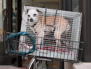 Image showing Dog in a basket on a bicycle