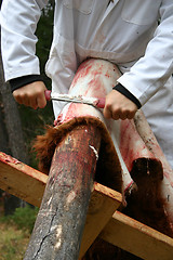 Image showing Tanning a Highlander Hide