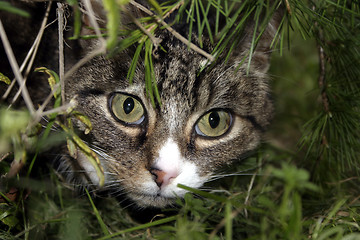 Image showing Cat Peering Through Bushes