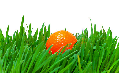 Image showing Orange golf ball in the long grass