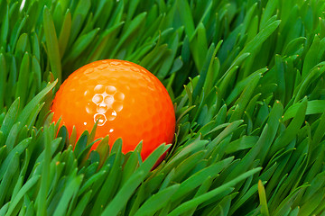 Image showing Orange golf ball in the long grass