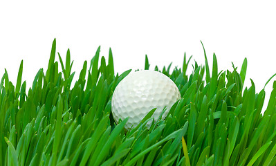 Image showing White golf ball in the long grass