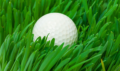 Image showing White golf ball in the long grass