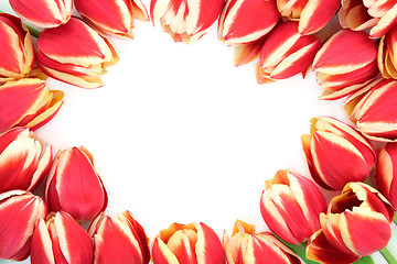 Image showing Tulip Flower Border