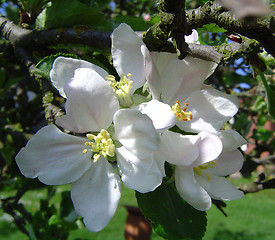 Image showing Apple Blossom on the tree