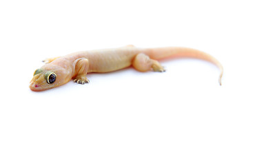 Image showing Gecko. Small lizard.