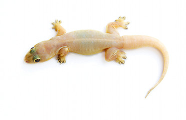 Image showing Gecko. Small lizard.