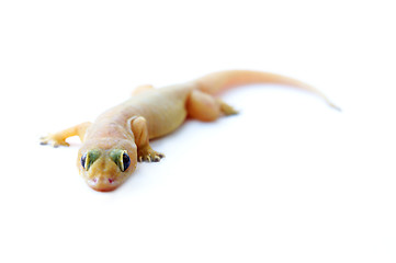 Image showing Gecko. Small lizard.