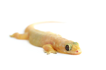 Image showing Gecko. Small lizard.