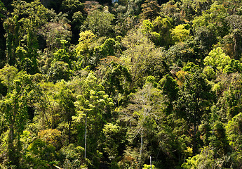 Image showing Rain Forest. Abstract texture.