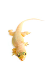 Image showing Gecko. Small lizard.