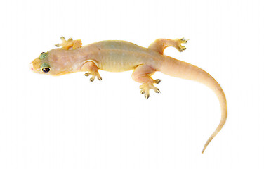 Image showing Gecko. Small lizard.