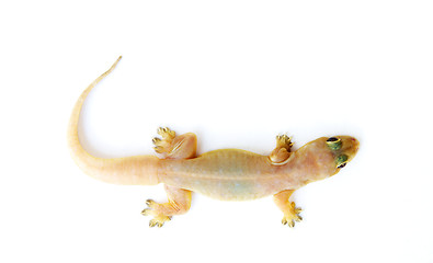 Image showing Gecko. Small lizard.