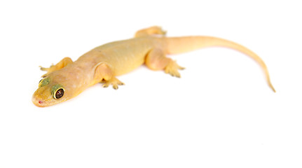 Image showing Gecko. Small lizard.