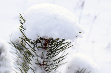 Image showing snow and frost covered pine branch tip 