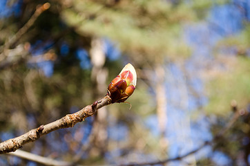 Image showing conker tree horse chestnut bud spring 