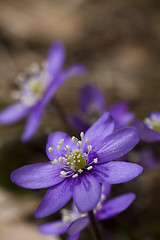 Image showing blue anemone