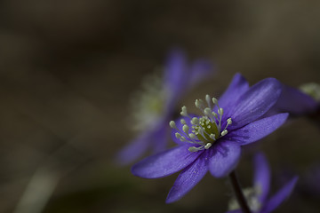 Image showing hepatica nobilis