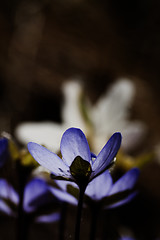 Image showing blue anemone