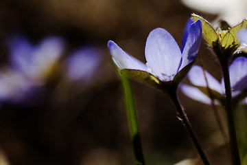 Image showing liverleaf